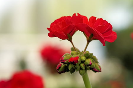 Geranium, kwiat, kwiat, Bloom, czerwony, Natura, roślina