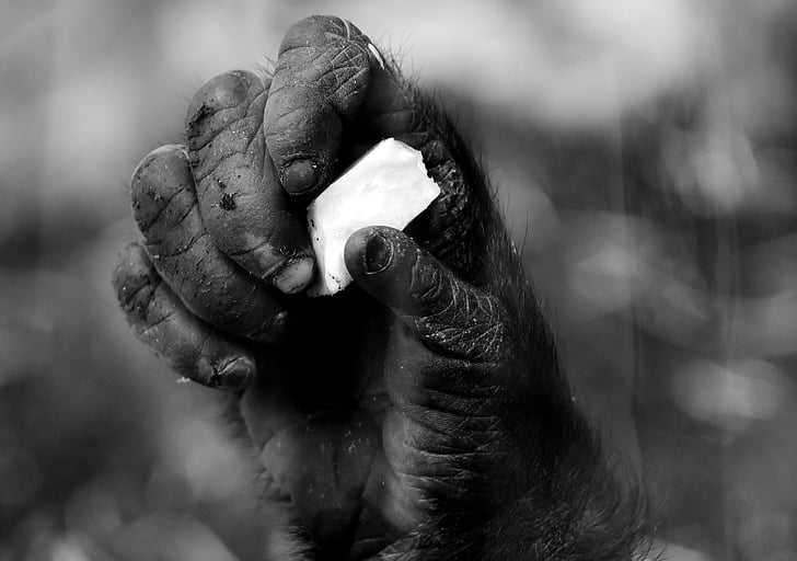 hand, monkey, gorilla, food, animal world, black and white, animal