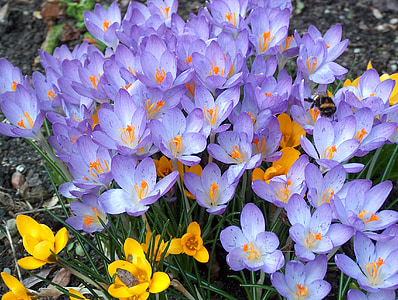 crocus, flowers, garden, nature, spring, plant, violet