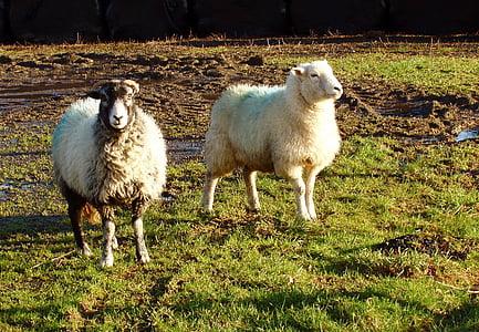ovce, oven, sončni zahod, narave, živali, sesalec, prosto živeče živali