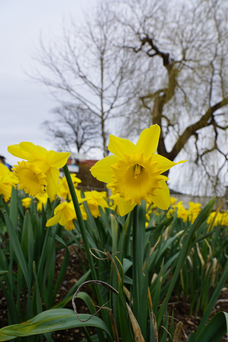 narcisos, flores, amarillo, Tuttlingen, Parque, primavera