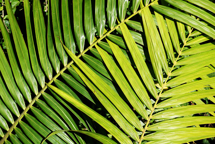 Palm, növény, lombozat, zöld, természet, fény, vitalitás
