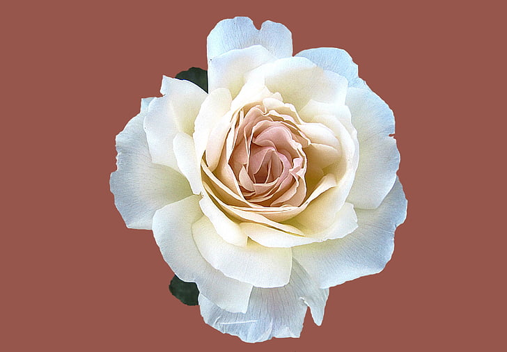 Bloom, květ, Flora, květ, okvětní lístky, růže, Příroda