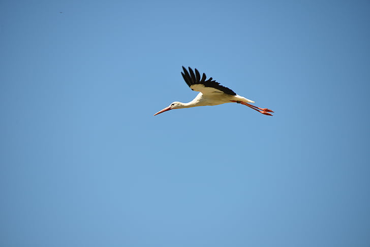 stork, bird, animal, rattle stork, white stork, nature, wildlife