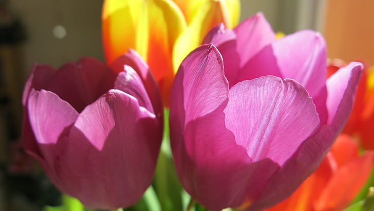 flor, porpra, flors, Tulipa, planta, primavera