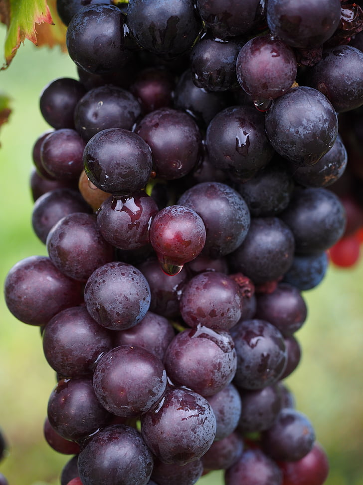 baies de vin, raisins, petits fruits, bleu, gousses, vignes, Vitis