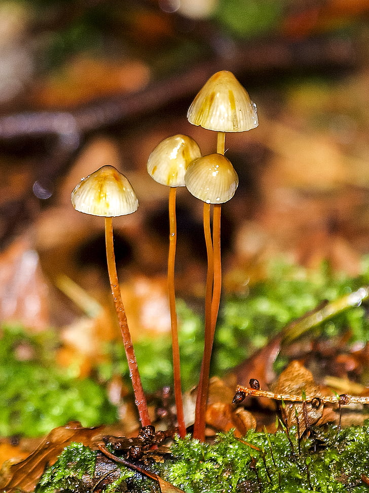 mushroom, autumn, forest, nature