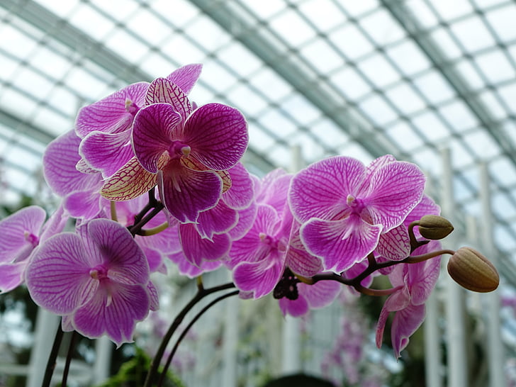 орхидеи, цвете, флорални, Блум, клонове, едър план, Грийн
