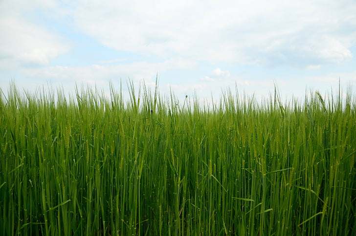 barley, corn, nature, field, grain, grass, the cultivation of