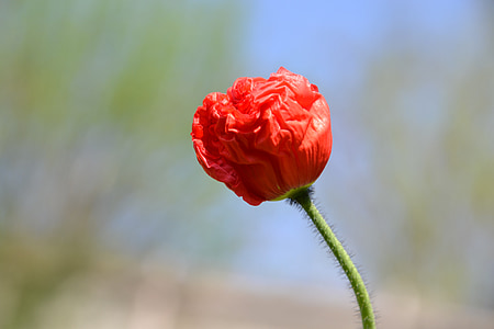 Mohn, rot, Blüte, Bloom, Blume, rote Blume, Natur