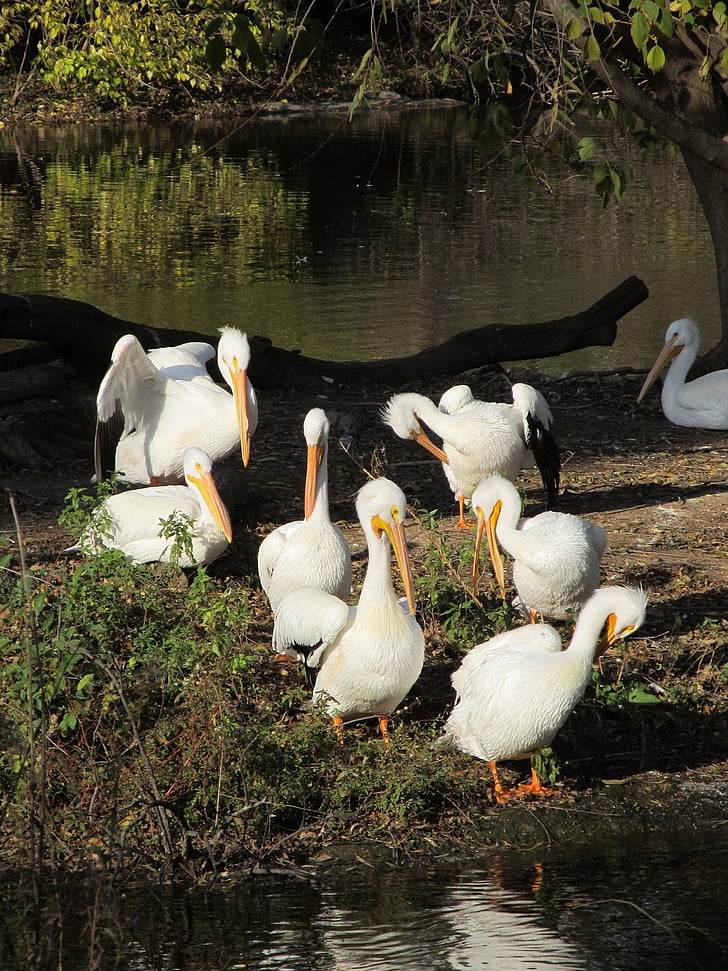 пеликани, стадо, птици, дива природа, остров, езеро, вода