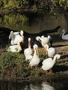 pelikaner, flok, fugle, Wildlife, ø, søen, vand