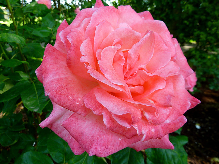 Rose, Flora, cvet, narave, roza, dišave, lepota