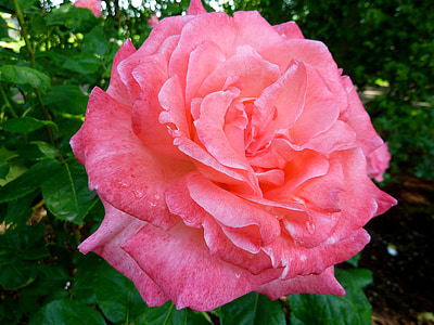 Роза, флора, цвете, природата, розово, аромат, красота
