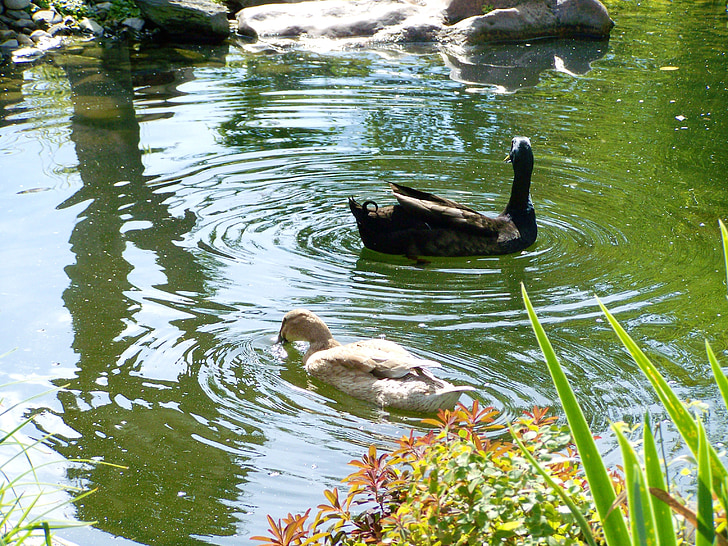 индийски бегач патици, черен и светло кафява патица, птици, патици, парк, езеро, река