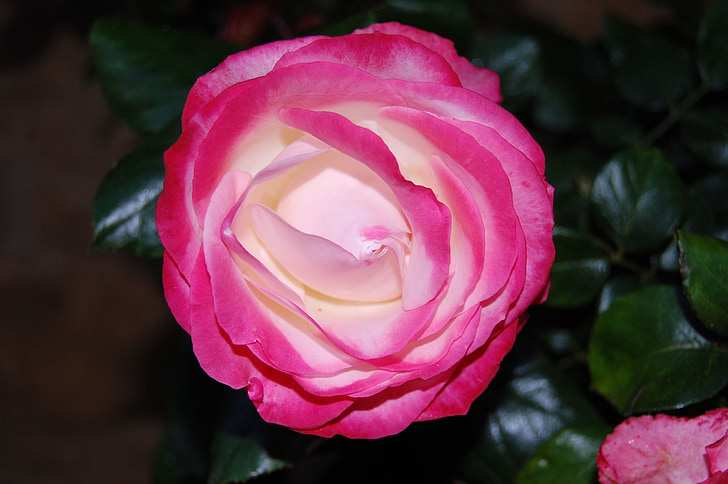 Nostalgia-ruusu, nousi, vaaleanpunainen, kerma, kukka, Bloom