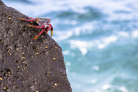 Red cliff krab, Krab, meeresbewohner, kôrovce, červené rakoviny, grapsus grapsus