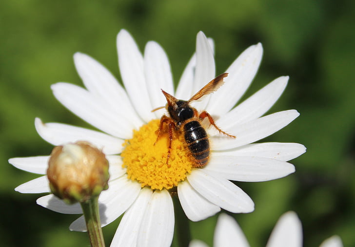 bites, medus, puķe, apputeksnēšana, putekšņu, dzeltena, medus bite