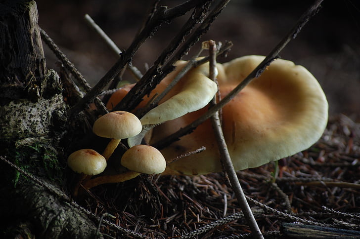 funghi, natura, foresta, autunno, raccolta funghi, fungo della foresta