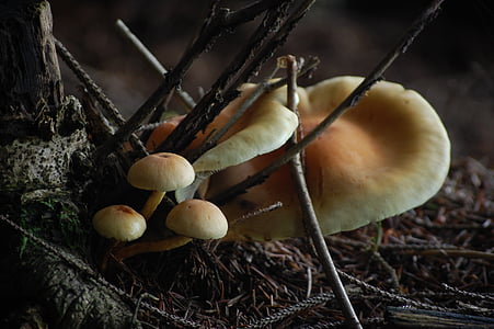 houby, Příroda, Les, podzim, Houbaření, lesní houby