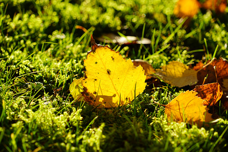 feuille de bouleau, automne, feuillage d’automne, feuille, jaune, Or, au sol