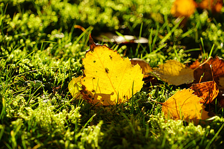 Birch daun, musim gugur, dedaunan jatuh, daun, kuning, emas, Tanah