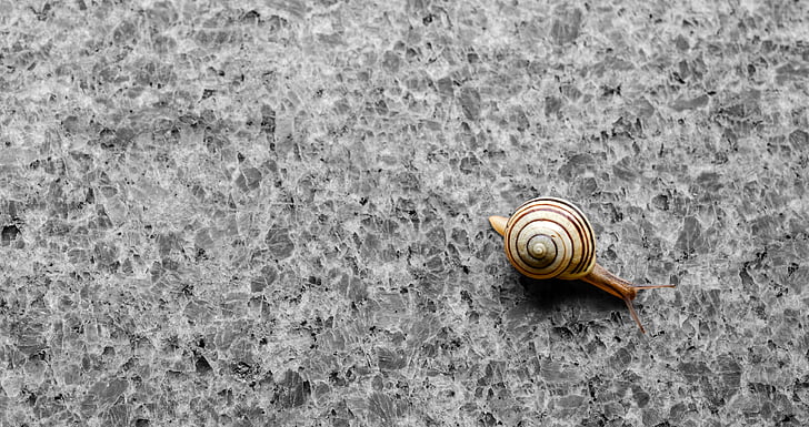 background, wallpaper, snail, shell, granite, natural stone, crawl