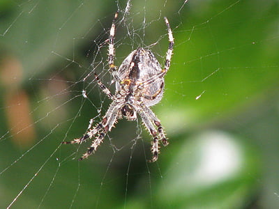 Spinne, Spinne-Körper, Kreatur, Tier, die Welt der Tiere, Spinnennetz, Natur