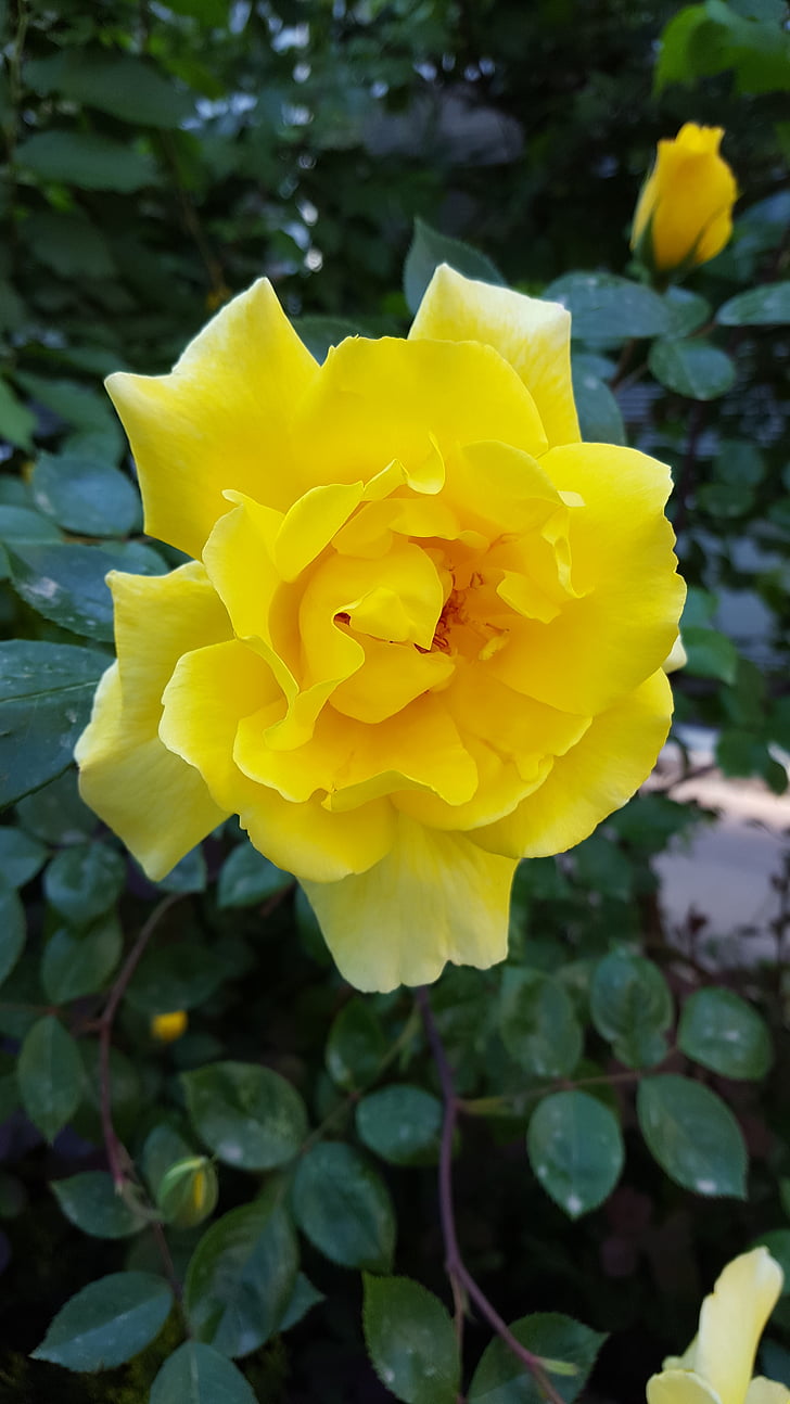 Rožė, gėlė, geltona
