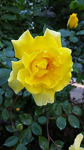 Роза, цветок, желтый