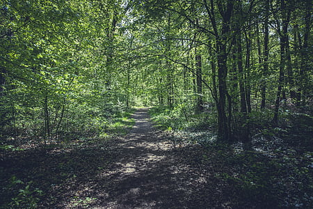 bosque, distancia, Ruta de acceso, caminata, agradable caminata, naturaleza, sendero del bosque