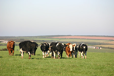 วัว, วัว, ทุ่งหญ้า, ฟาร์ม, หางนม, ธรรมชาติ, ภูมิทัศน์