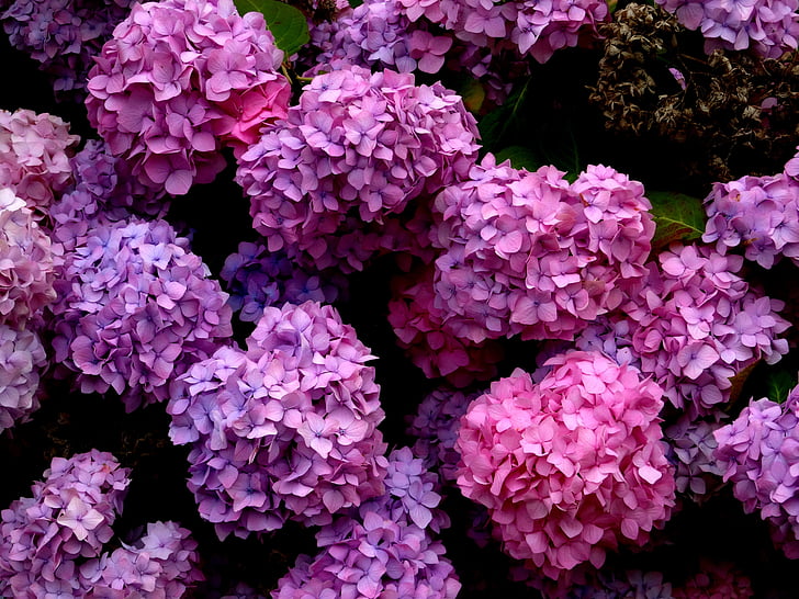 flor, flor, hortênsia, azul, -de-rosa, roxo, linda