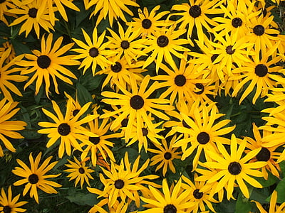 flowers, yellow, garden, flower, rudbékie, backgrounds, pattern