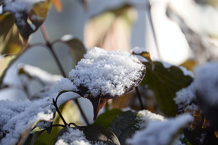 snow, leaves, bush, first snow, snowy, crystals, winter
