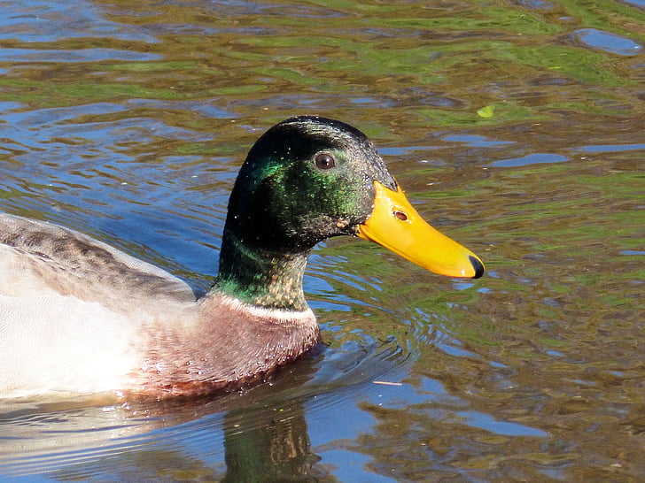 duck, water, bird, nature, head, bill, lake