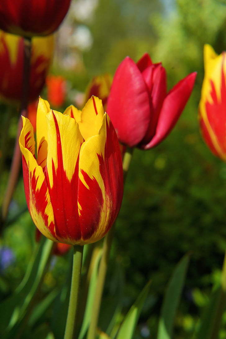 Blossom, Bloom, Tulip, rød gul, blomst, forår, plante