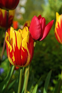 blossom, bloom, tulip, red yellow, flower, spring, plant