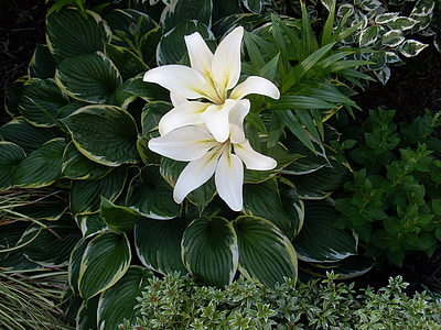 Lily, bunga, Blossom, mekar, putih, tanaman, alam