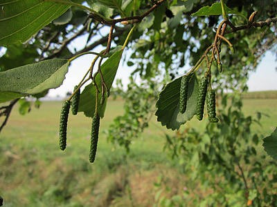 Alnus glutinosa, or, Black or, vanlige or, europeiske or, frukt, treet