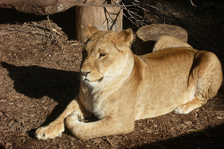 Lioness, Predator, Zoo, Feline, kvinna, djur