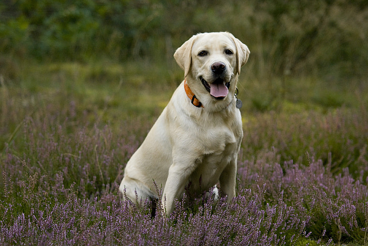 Labrador, labradorka, dorost