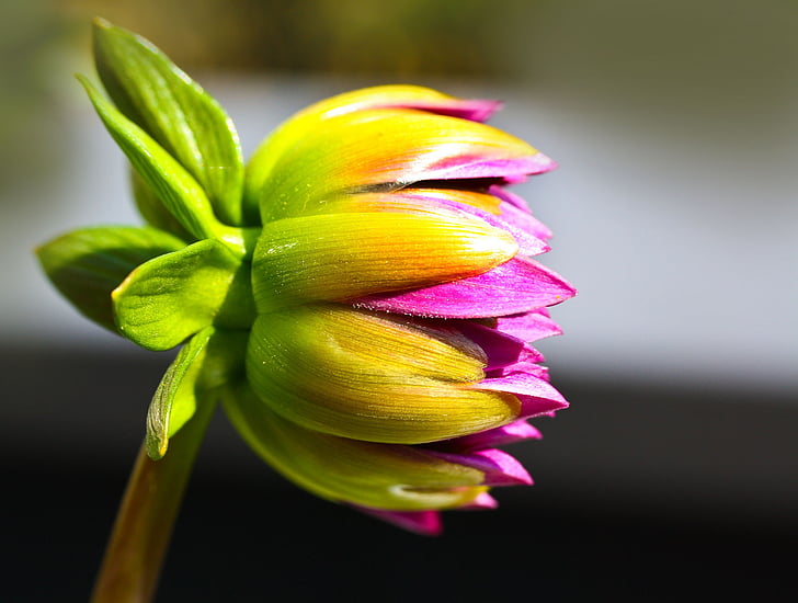 krmení veverek v zimě, květ, Bloom, květ, závod, Příroda