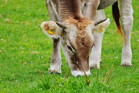 αγελάδα, Allgäu, αγελάδες, Χαριτωμένο, μηρυκαστικών, βοοειδή γαλακτοπαραγωγής, βοσκότοποι