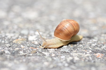 snail, asphalt, snail shell, away, creature, road, reptile