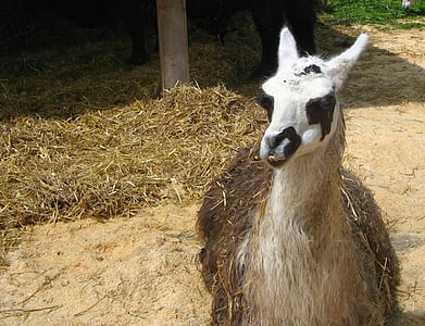 Free photo: lama, animal, zoo | Hippopx