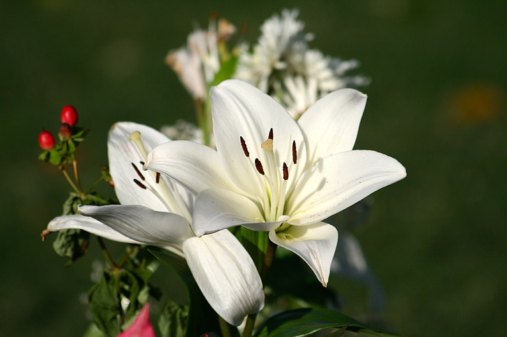 flowers, lily, white, floral, blossom, petal, natural