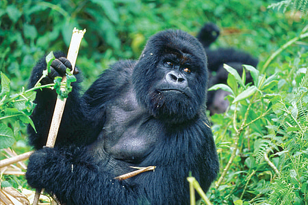 gorilla, bamboo, monkey, ape, animal, mammal, nature