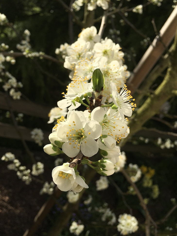 szilvafa, Plum blossom, reggeli nap, tavaszi, természet, szára a virágzás, a Prunus domestica