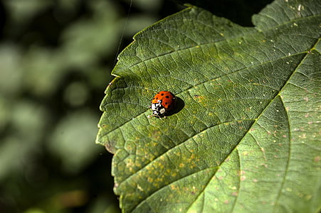ladybug, nature, insect, plant, ladybugs, foliage, leaf